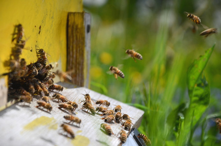 忙碌的蜜蜂在春天返回与蜂蜜和花粉在养蜂场