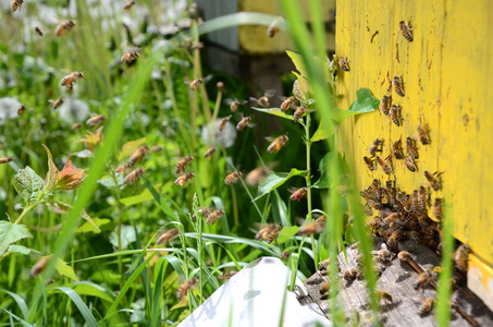 忙碌的蜜蜂在春天返回与蜂蜜和花粉在养蜂场