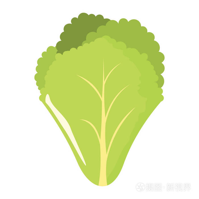 从农场矢量图的卡通平面样式孤立的对象蔬菜有机生态生物产品沙拉叶