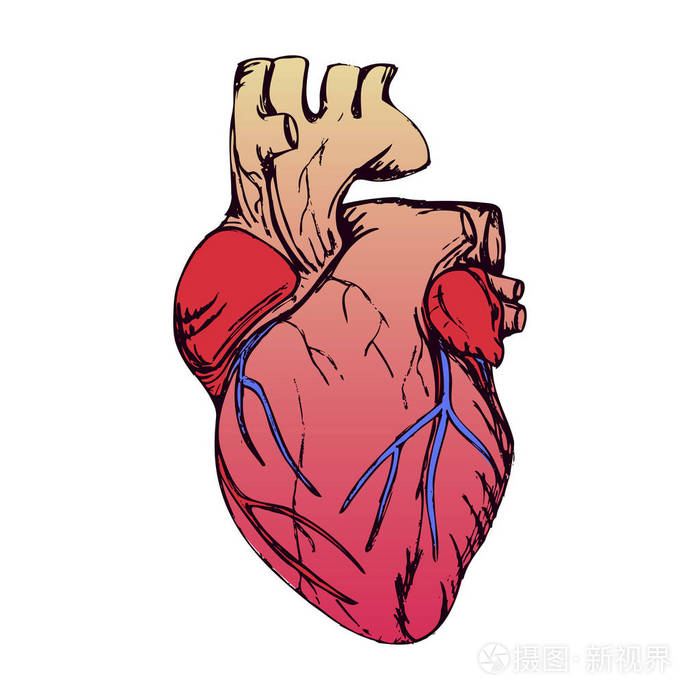 解剖的心脏上白色孤立grunge阶梯