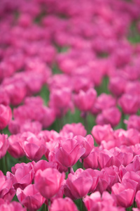 美丽的粉红色郁金香花