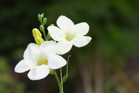 gangetica正义 gangetica 花照片