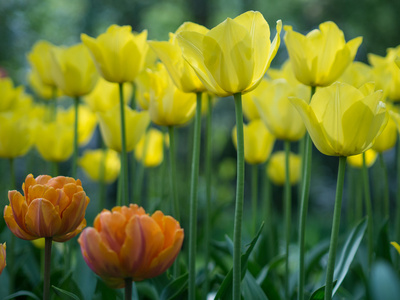 美丽的黄色郁金香花