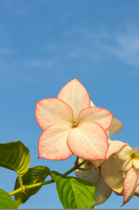 粉红色的多纳兹 王后 花与天空