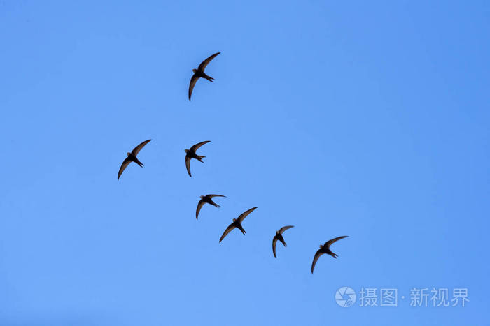 黑色的谷仓燕子飞