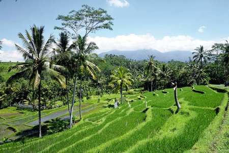 露台的稻田。印度尼西亚巴厘岛