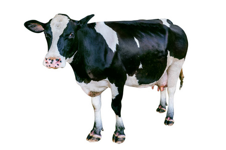 在白色背景上隔离牛照片