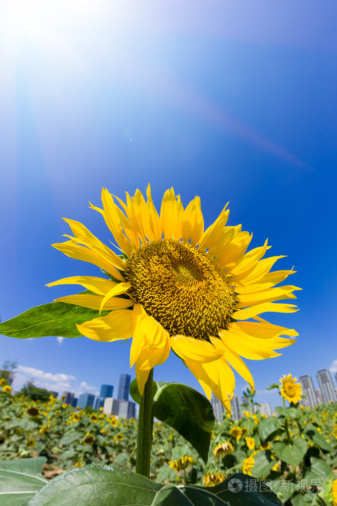 5616px发票合同问题/叶子美丽阳光绿色天空查看作者其他作品查看更多>