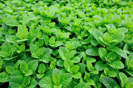 在菜园的薄荷植物照片