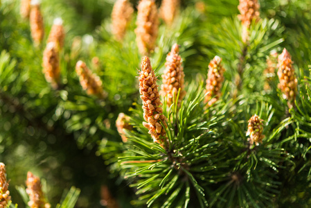 键盘上的幼枝幼枝树枝上照片