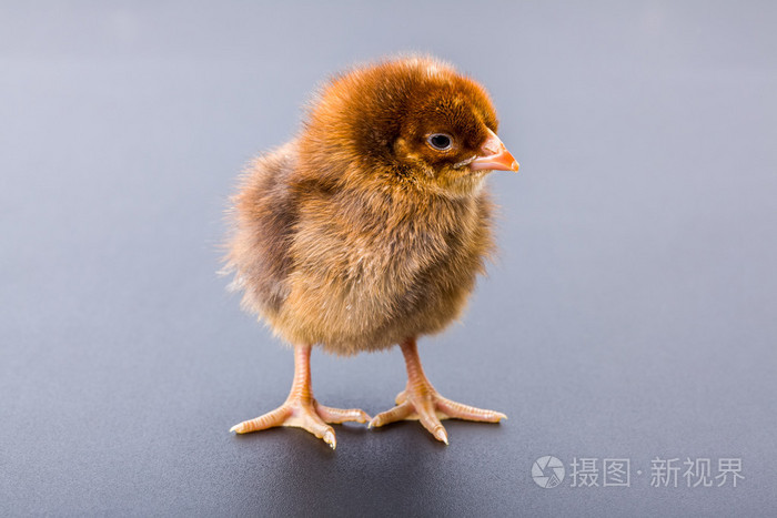 在黑色的新生儿棕色鸡