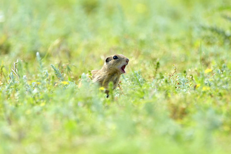 gopher 的性质