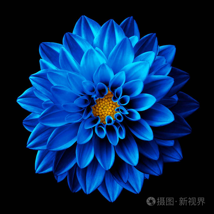 孤立在黑色的超现实主义暗铬的蓝色小花大丽花宏
