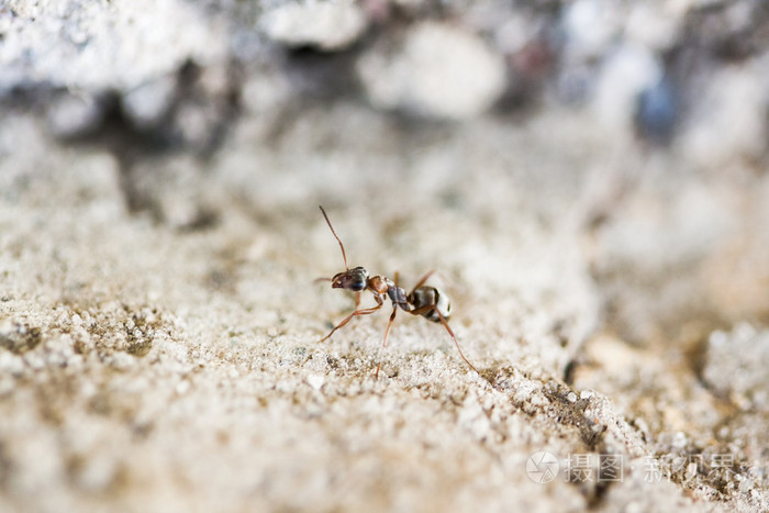 小蚂蚁在水泥表面与水泥背景