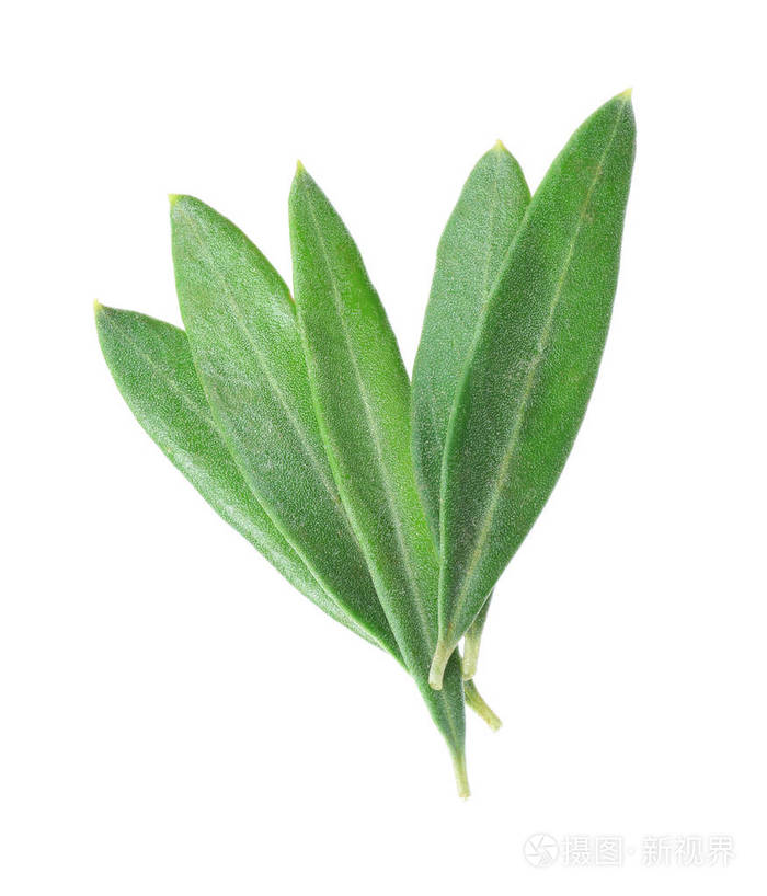 橄榄叶白色上孤立