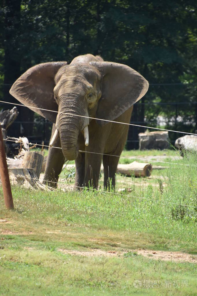 在动物园里的大象