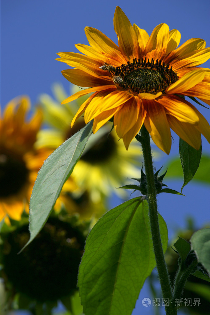 *4050px发票合同问题/叶子美丽阳光春天植物向日葵一株蜜蜂查看作者