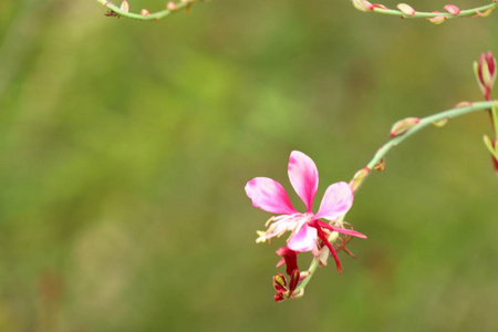 粉红色的花朵，在自然中