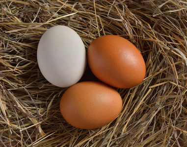 鸡蛋在鸟巢的特写图片