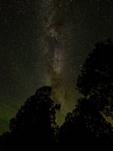 美丽的银河系，夜晚的天空上的树的剪影