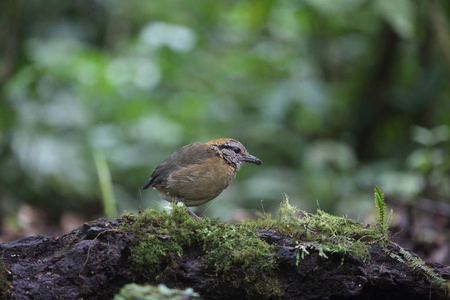 施耐德的皮塔饼 Hydrornis 川西高原光 在 Mt.Kerinci，印度尼西亚苏门答腊岛