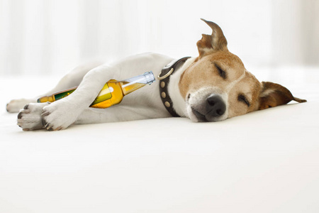 醉酒鸡尾酒狗醉酒的宿醉的狗照片