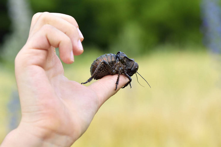 在男孩的手指上的大蟋蟀 Bradyporus 毛脚燕