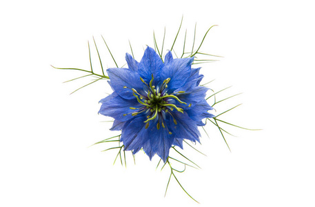 Nigella 蓝色花