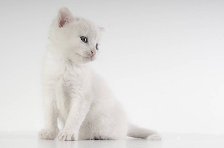 小小的白色小猫