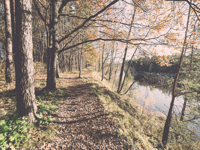 在树林里的秋天彩色的旅游步道。年份