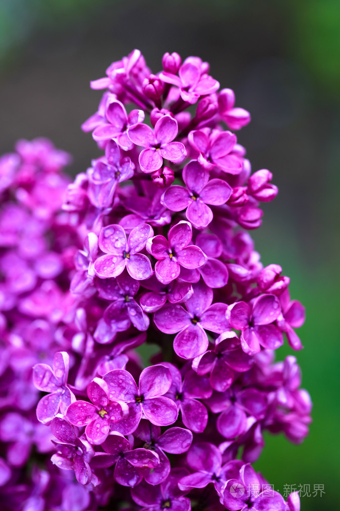 紫罗兰淡紫色花