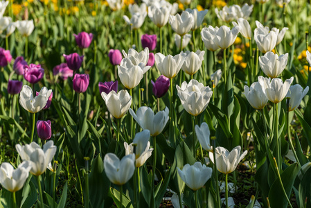 白色郁金香花背景