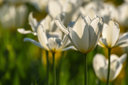 白色郁金香花背景图片