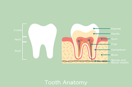 健康的牙齿解剖用的单词