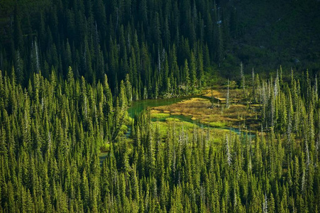 蒙大拿州森林和湖泊