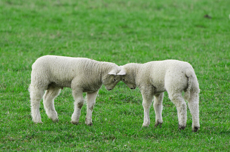 两个顽皮的羊羔,吵翻天顽皮的黄金猎犬小狗顽皮的小女孩穿着毛衣站在