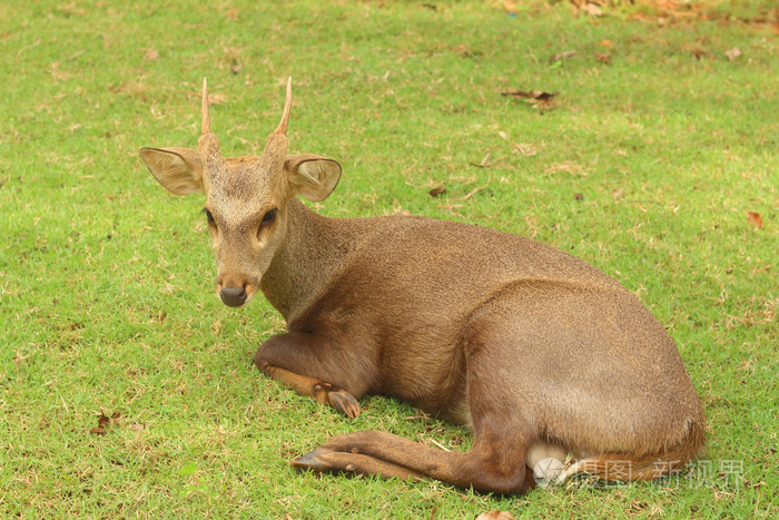 躺在绿草地上的一只鹿