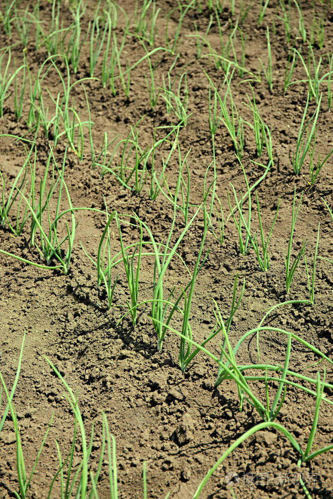 葱在花园里生长在阳光灿烂的日子