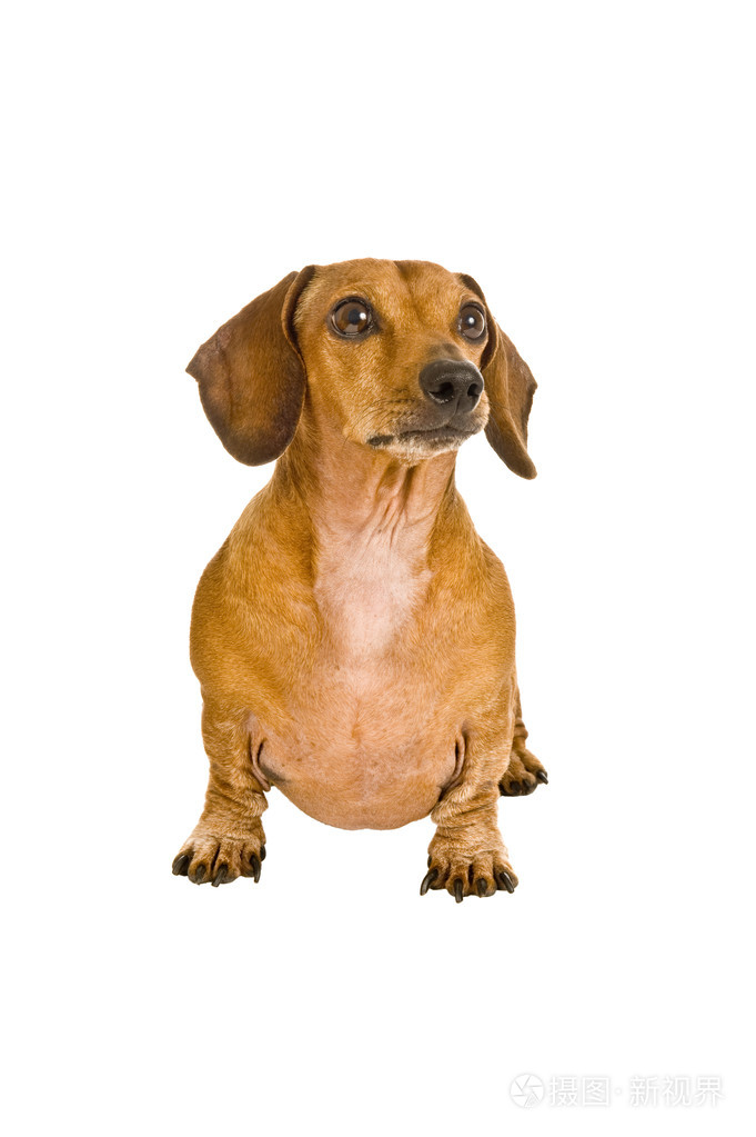 迷你腊肠犬上白色孤立