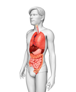 男性身体的消化系统