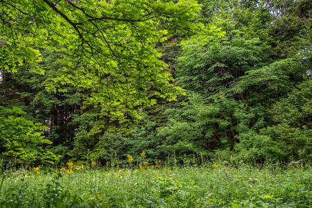 景区全景图的绿色森林灌木丛在夏天照片