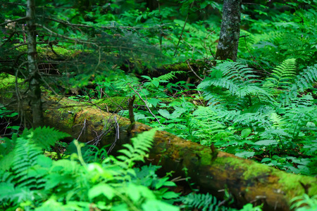 木景区景区全景图的绿色森林灌木丛在夏天照片