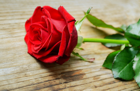 朵枯萎的玫瑰图片