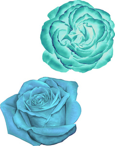 淡蓝色玫瑰鲜花