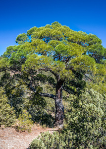 文物 juniper 和松树林，奇迹般地生长在岩石上