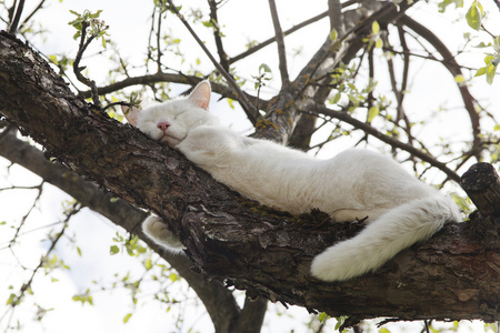 在树上的猫图片