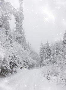 圣诞节背景与在森林里的雪道图片