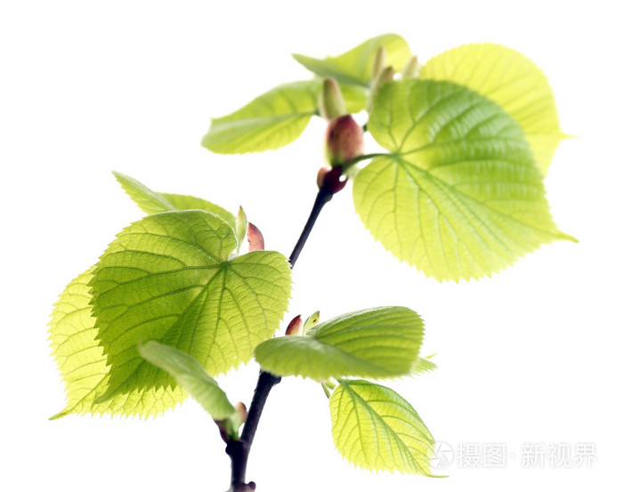 春天树叶上白色孤立的一枝