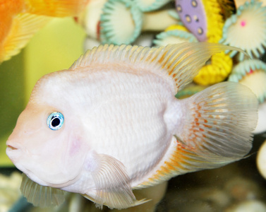 蓝眼睛的白色鱼照片