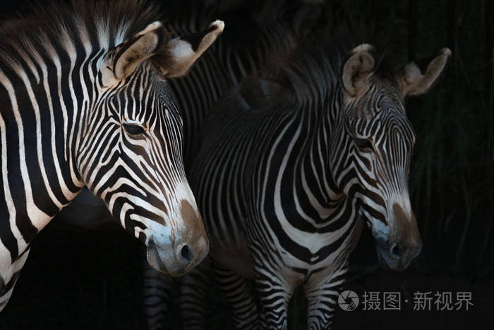 细纹斑马妈妈的小马驹的特写镜头